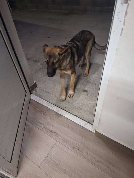 Black and tan dog standing at a doorway in Dierona