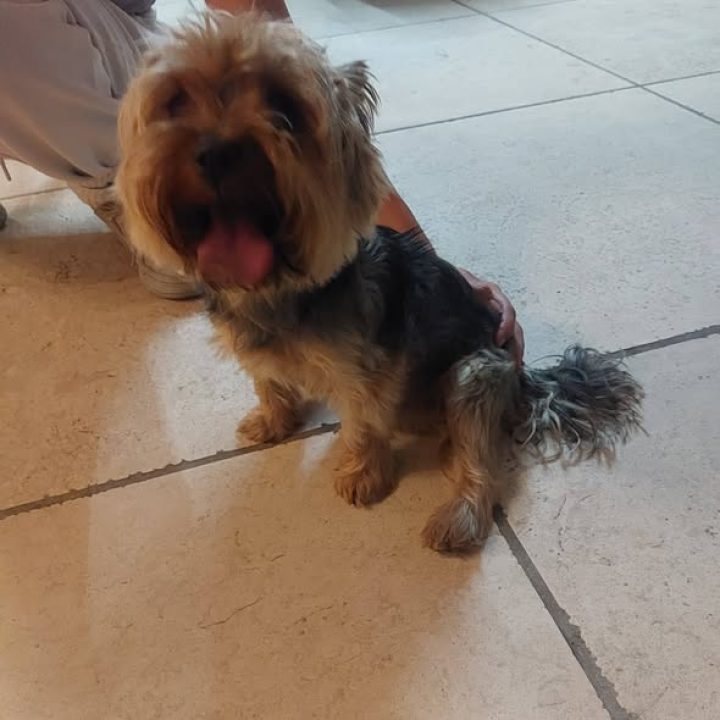 Small tan and black long-haired dog sitting indoors