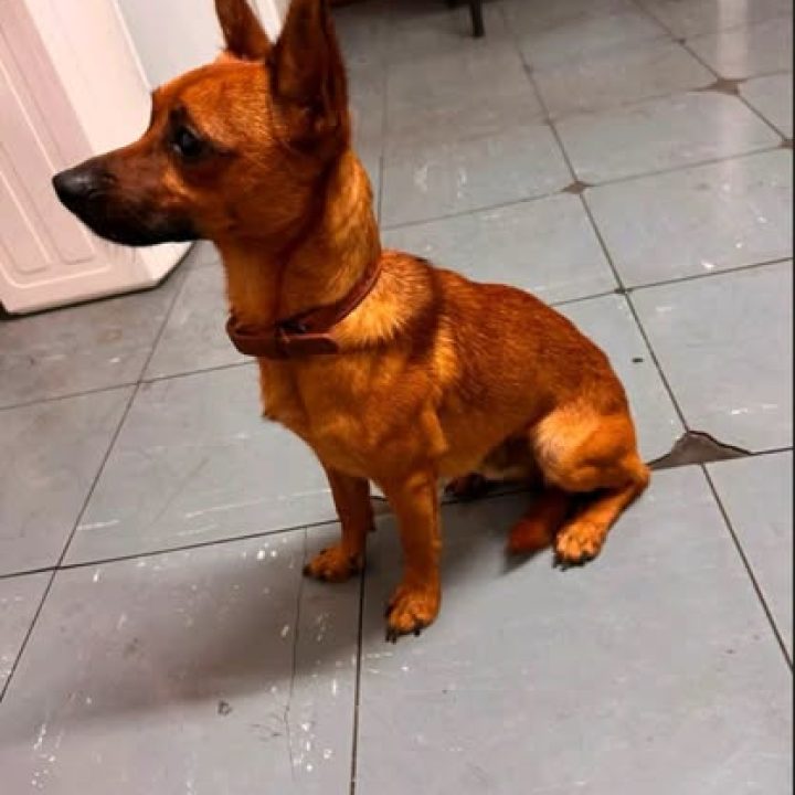Male reddish-brown dog with a dark muzzle sitting indoors