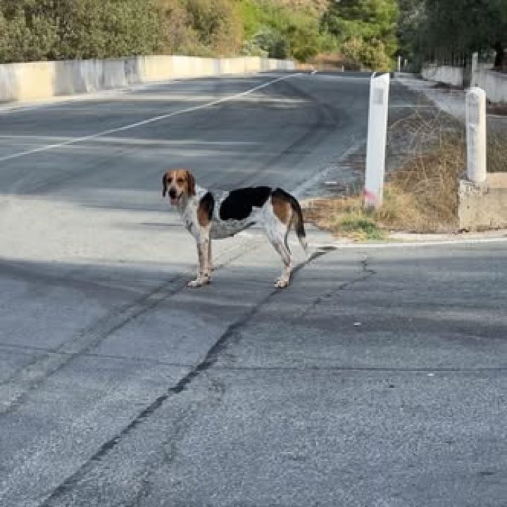 White dog with black and brown patches seen near Limnatis and Korfi, Limassol