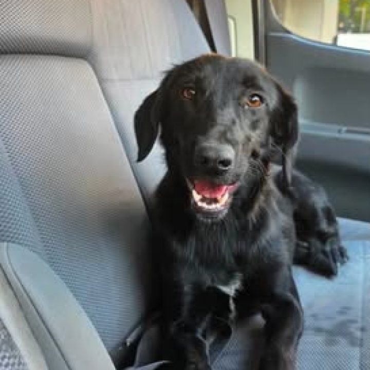Black female dog sitting on a vehicle seat after being found near Tseri