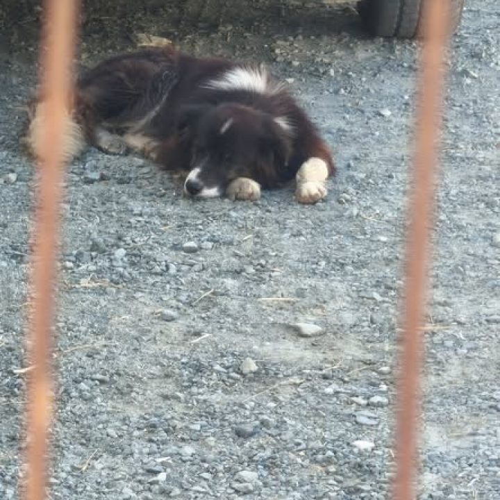 Black found dog with white neck marking and paws in Alambra Industrial Area