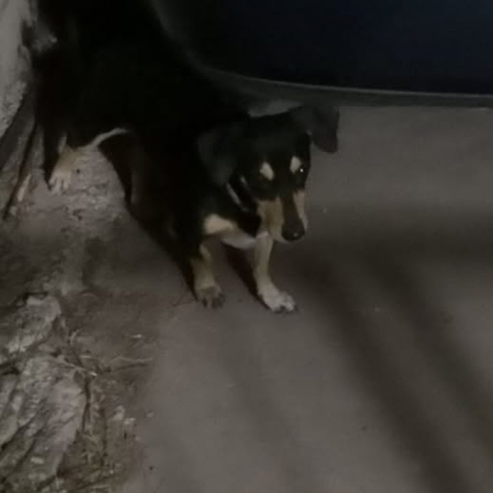 Black dog with white and tan markings found roaming in Mesa Geitonia, Limassol