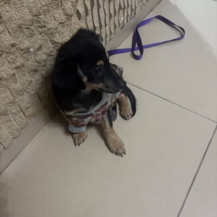 Black and tan dog reported lost in Anthoupoli, Nicosia