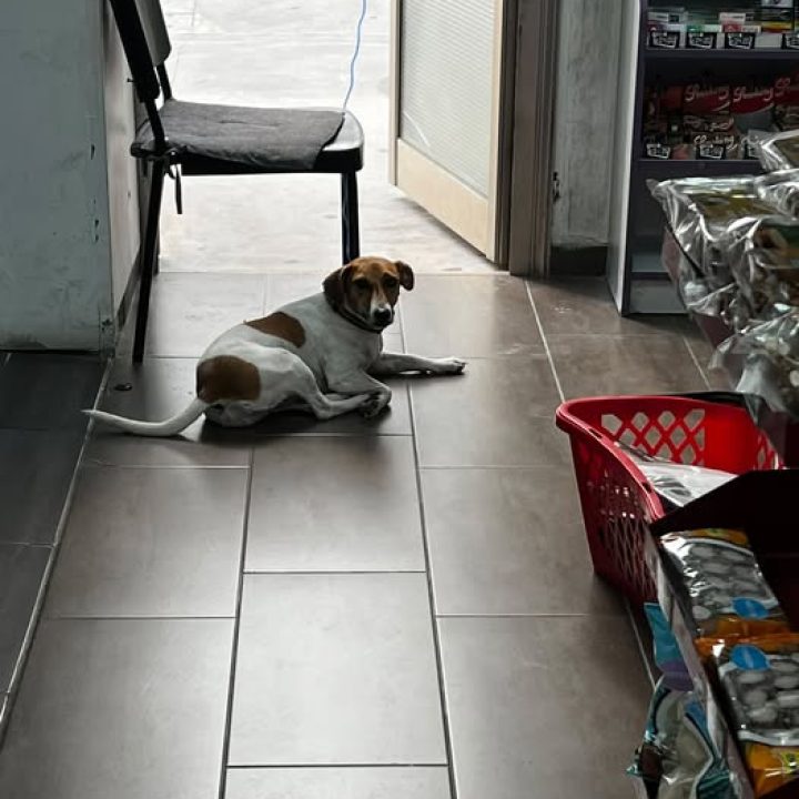 White and brown dog reported lost near Soeasy kiosk in Oroklini