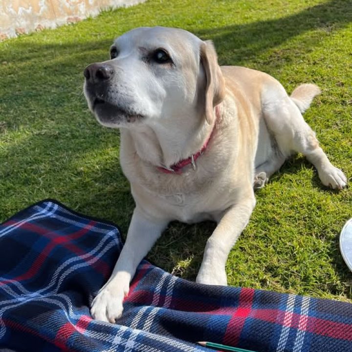 Juicy, an elderly cream-coloured female Labrador, lying on grass
