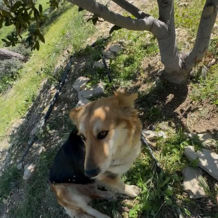 Luna, a tan and cream female dog, sitting beneath a tree