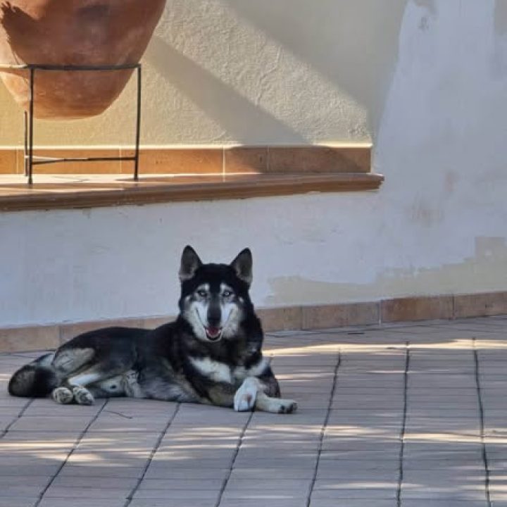 Oscar, a black, grey and white dog, lying on a paved patio