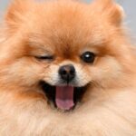 ff-6b56504e243e2d42725be8c15ceeeb9f-ff-dog5