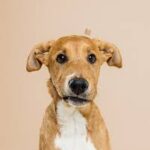 ff-7a46ab60b591a4815a97ce9773aeb364-ff-dog3
