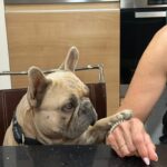 ff-c466c15f13d013ac42a4163f273ba38c-ff-Lost-Dog-Chico-3