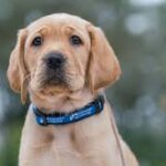 ff-d03b86973846a758d85005fc44ca6738-ff-dog4