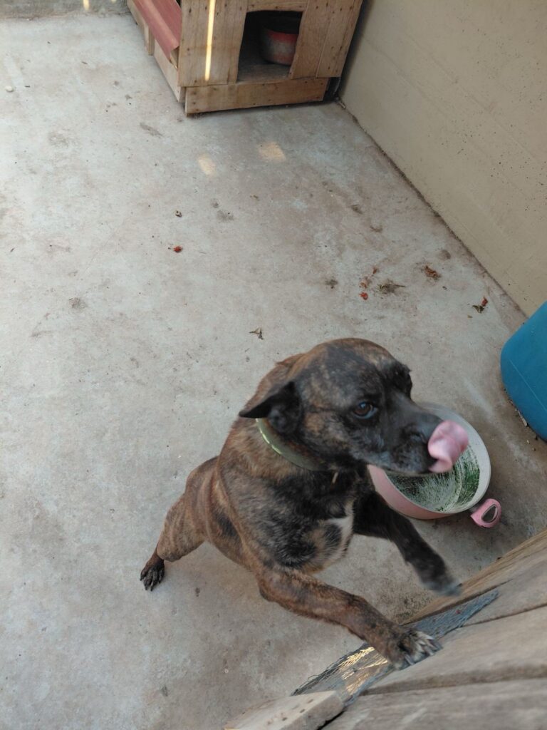 ff-dfb76fb8ae907687e610ffcda161a6cb-ff-Bruno-2