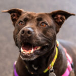 ff-f024ff5d9e55449f35fbb79bd7fd2464-ff-dog6
