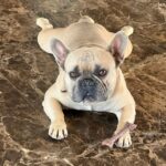 ff-ff53ea9f554832eeadee7ecd3940e7c6-ff-Lost-Dog-Chico-2